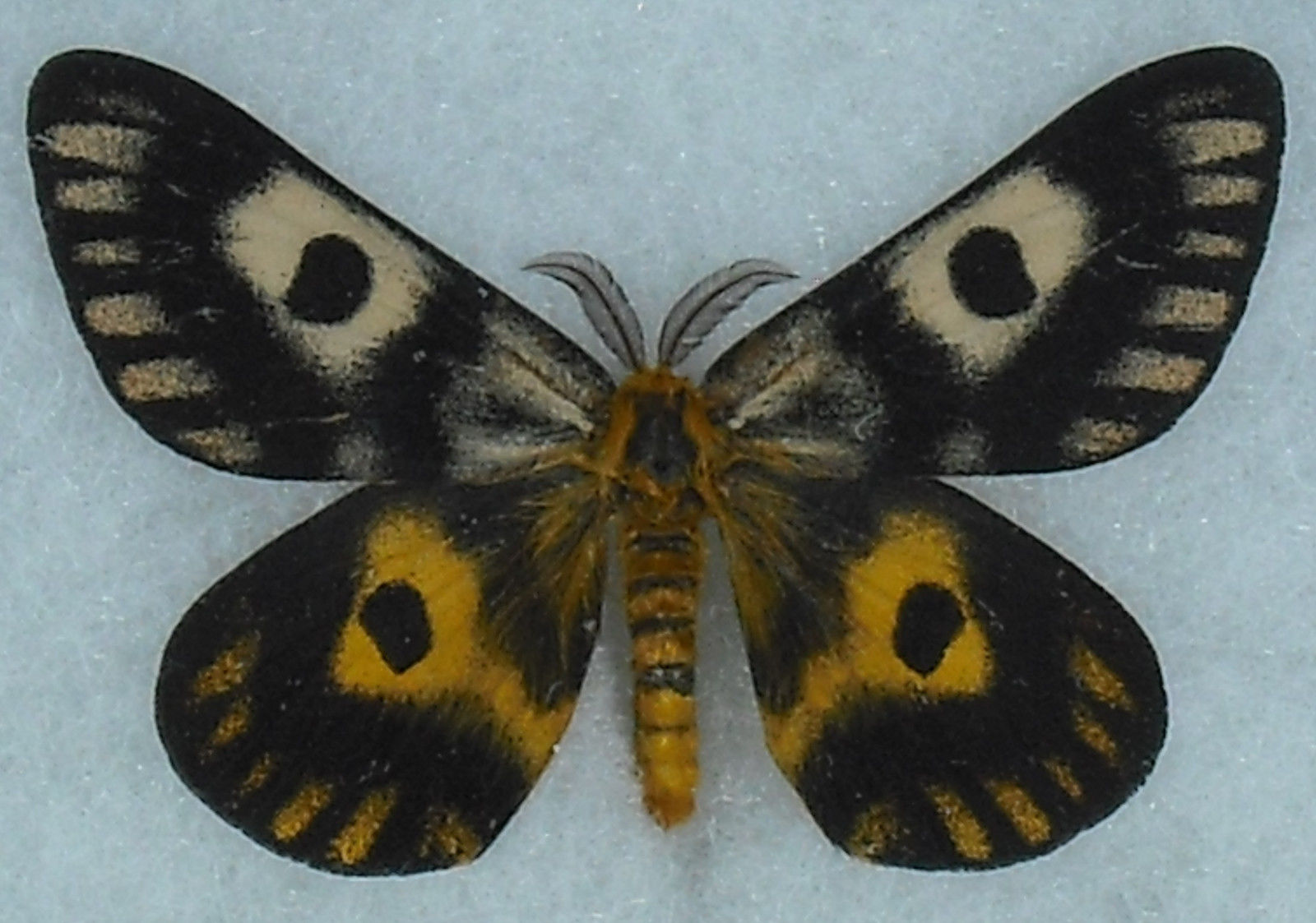 Hemileuca eglanterina male (aberration) 2 (Internet Image property of respective owner, non-commercial use only)